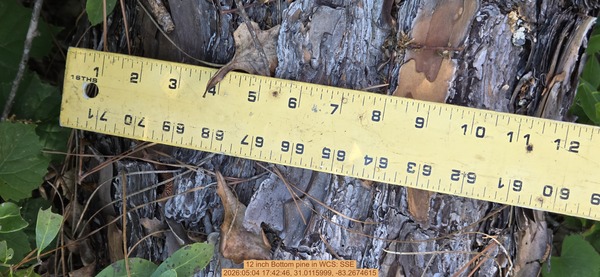 12 inch Bottom pine, 2026:05:04 17:42:46, 31.0115999, -83.2674615