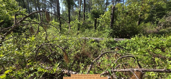 [8 inch Northmost pine, 2026:05:05 09:55:01, 31.0116719, -83.2694999]