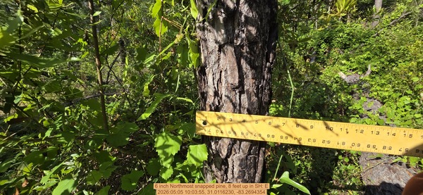 6 inch Northmost snapped pine, 8 feet up, 2026:05:05 10:03:55, 31.0116230, -83.2694354