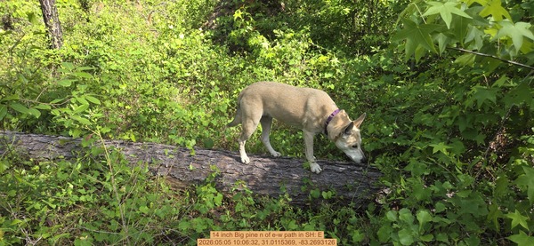14 inch Big pine n of e-w path, 2026:05:05 10:06:32, 31.0115369, -83.2693126