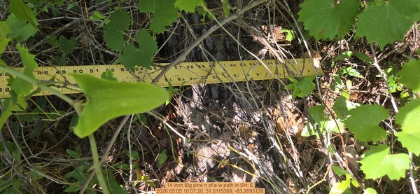 14 inch Big pine n of e-w path, 2026:05:05 10:07:20, 31.0115369, -83.2693126