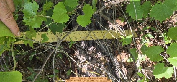 14 inch Big pine n of e-w path, 2026:05:05 10:07:26, 31.0115706, -83.2692990