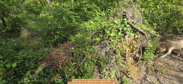 14 inch Big pine n of e-w path, 2026:05:05 10:07:47, 31.0115691, -83.2692973