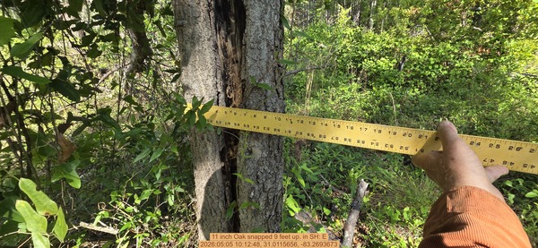 11 inch Oak snapped 9 feet up., 2026:05:05 10:12:48, 31.0115656, -83.2693673