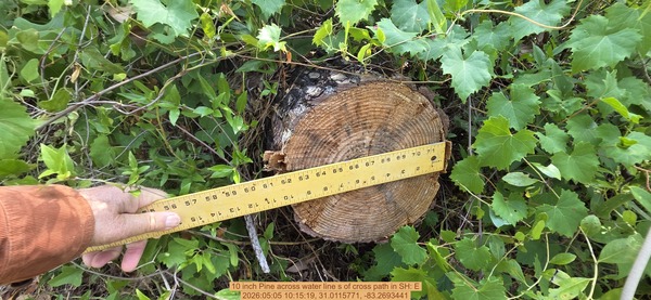 10 inch Pine across water line s of cross path, 2026:05:05 10:15:19, 31.0115771, -83.2693441