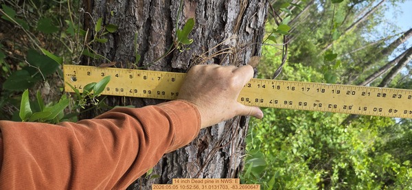 14 inch Dead pine, 2026:05:05 10:52:56, 31.0131703, -83.2690647