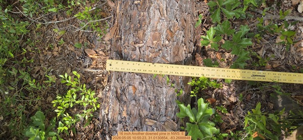 16 inch Another downed pine, 2026:05:05 10:55:23, 31.0130854, -83.2688848