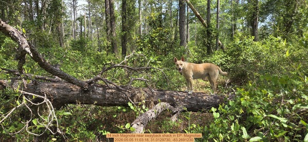 [14 inch Magnolia near swayback shack, 2026:05:05 11:03:18, 31.0129730, -83.2691230]