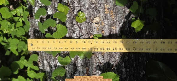 23 inch Oak, 2026:05:05 14:26:54, 31.0123505, -83.2707809