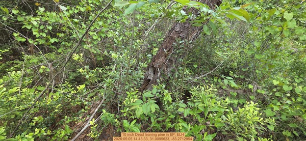 10 inch Dead leaning pine, 2026:05:05 14:43:33, 31.0095623, -83.2712954