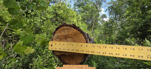 9 inch Smaller pine, 2026:05:05 15:06:34, 31.0102698, -83.2710244