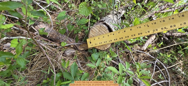 5 inch Oak top on notaroad, 2026:05:05 15:11:24, 31.0101746, -83.2711604