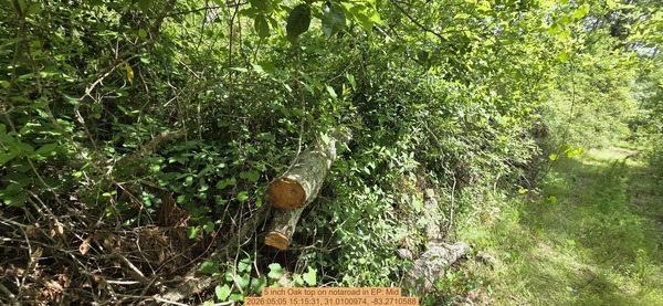 5 inch Oak top on notaroad, 2026:05:05 15:15:31, 31.0100974, -83.2710588