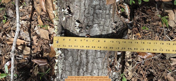 4 inch Small oak, 2026:05:05 15:46:24, 31.0121777, -83.2710032