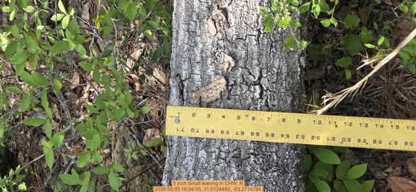 5 inch Small leaning, 2026:05:05 16:04:55, 31.0124482, -83.2714794