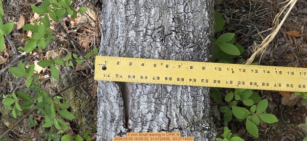 5 inch Small leaning, 2026:05:05 16:05:33, 31.0124506, -83.2714920