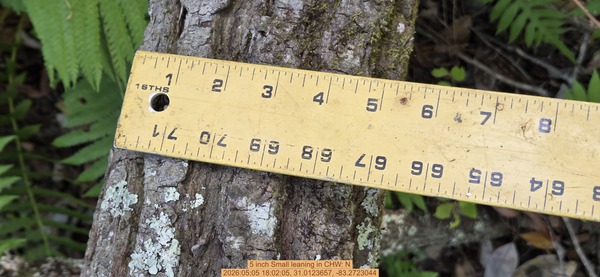 5 inch Small leaning, 2026:05:05 18:02:05, 31.0123657, -83.2723044