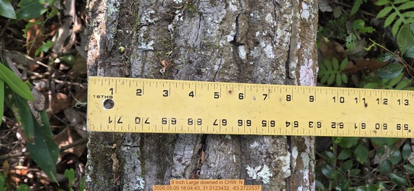 9 inch Large downed, 2026:05:05 18:04:43, 31.0123432, -83.2722537