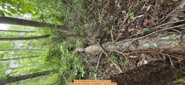 12 inch Big pine down, 2026:05:08 10:50:25, 31.0095413, -83.2742686