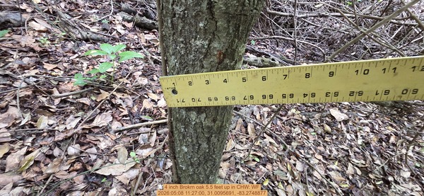 4 inch Brokrn oak 5.5 feet up, 2026:05:08 11:27:00, 31.0095691, -83.2748877