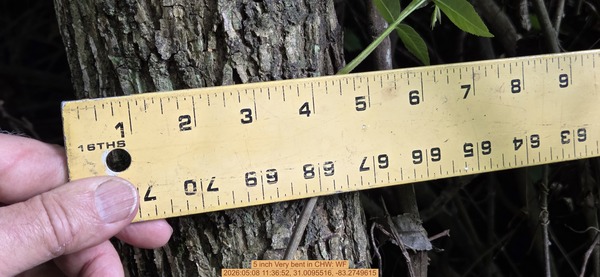 5 inch Very bent, 2026:05:08 11:36:52, 31.0095516, -83.2749615