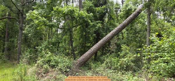 14.5 inch Big pine propped , 2026:05:08 12:54:24, 31.0068166, -83.2746979