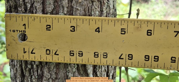 4.5 inch Bent sweetgum, 2026:05:08 13:02:52, 31.0067767, -83.2746703