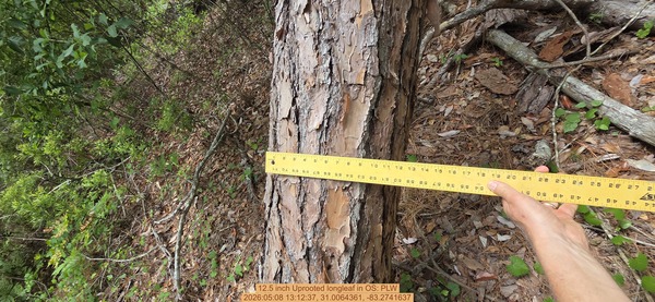 12.5 inch Uprooted longleaf, 2026:05:08 13:12:37, 31.0064361, -83.2741637