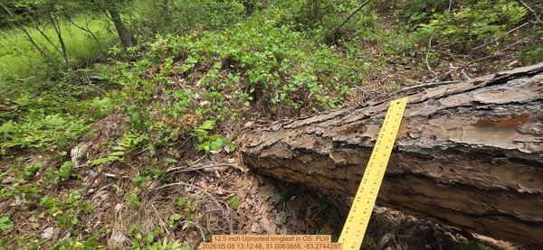 12.5 inch Uprooted longleaf, 2026:05:08 13:12:46, 31.0063868, -83.2744297