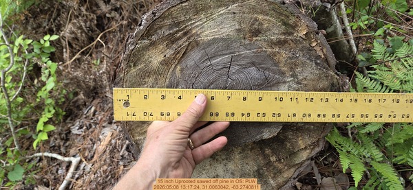 15 inch Uprooted sawed off pine, 2026:05:08 13:17:24, 31.0063042, -83.2740811