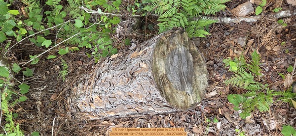 15 inch Uprooted sawed off pine, 2026:05:08 13:17:50, 31.0063034, -83.2740870