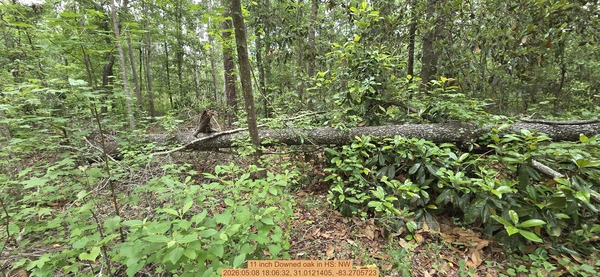 [11 inch Downed oak, 2026:05:08 18:06:32, 31.0121405, -83.2705723]