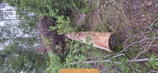 14 inch Big pine near driveway , 2026:05:08 18:20:39, 31.0125004, -83.2669354