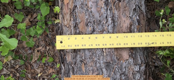 13 inch Bottom pine, 2026:05:08 18:28:38, 31.0125237, -83.2669080