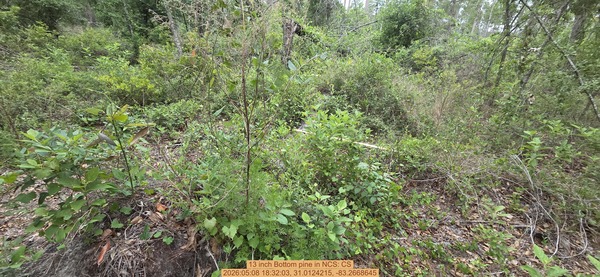 13 inch Bottom pine, 2026:05:08 18:32:03, 31.0124215, -83.2668645