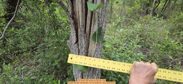 12 inch SE pine, 2026:05:08 18:34:24, 31.0123613, -83.2667645