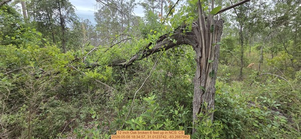 12 inch Oak broken 6 feet up, 2026:05:08 18:34:57, 31.0123742, -83.2667982
