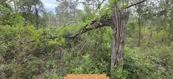 12 inch Oak broken 6 feet up, 2026:05:08 18:34:57, 31.0123742, -83.2667982