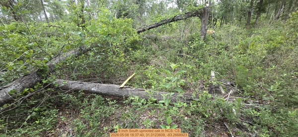 8 inch South uprooted oak, 2026:05:08 18:37:40, 31.0123609, -83.2668923