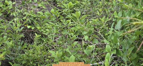 13 inch Bottom oak, 2026:05:08 18:47:28, 31.0122871, -83.2669560