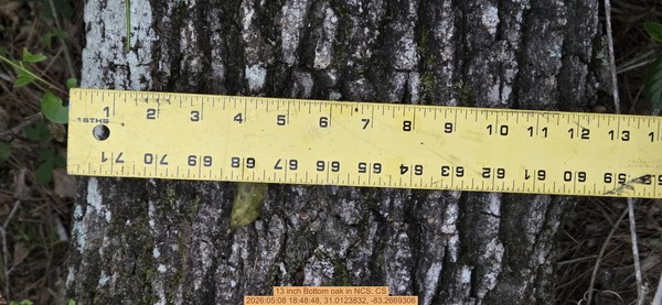 13 inch Bottom oak, 2026:05:08 18:48:48, 31.0123832, -83.2669306