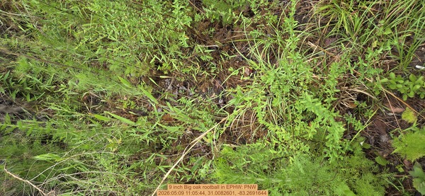 9 inch Big oak rootball, 2026:05:09 11:05:44, 31.0082601, -83.2691644