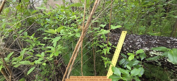9 inch Big oak rootball, 2026:05:09 11:09:23, 31.0082432, -83.2691561
