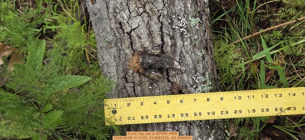 [9 inch Top oak, 2026:05:09 11:13:50, 31.0083333, -83.2690504]