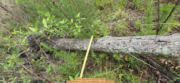 9 inch Top oak, 2026:05:09 11:14:07, 31.0083333, -83.2690504