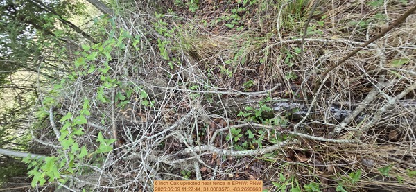 6 inch Oak uprooted near fence, 2026:05:09 11:27:44, 31.0083573, -83.2690663
