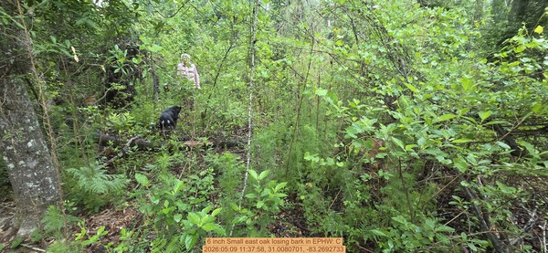 [6 inch Small east oak losing bark, 2026:05:09 11:37:58, 31.0080701, -83.2692733]
