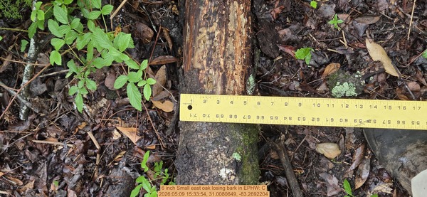 6 inch Small east oak losing bark, 2026:05:09 15:33:54, 31.0080649, -83.2692204
