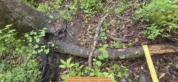 6 inch Small east oak losing bark, 2026:05:09 15:33:58, 31.0080649, -83.2692204