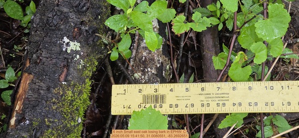 6 inch Small east oak losing bark, 2026:05:09 15:41:50, 31.0080551, -83.2692651